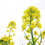 薬王寺温泉画像