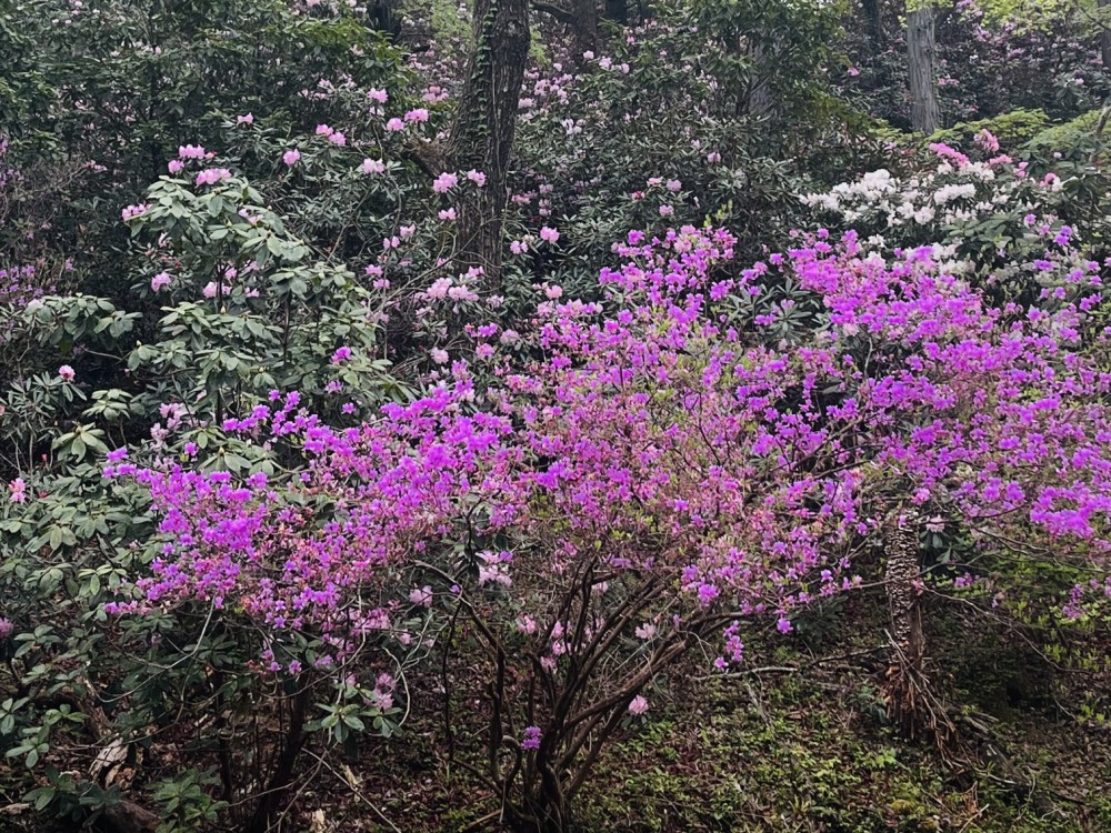 園内の花の施設画像 - 5
