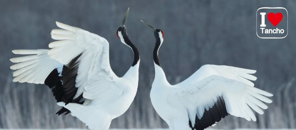 冬に見れるタンチョウの施設画像 - 8