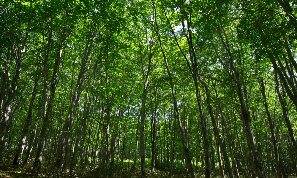 ブナ森の散策路の施設画像 - 5