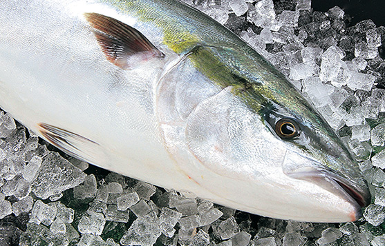 特産品：ぶり大将の施設画像 - 9