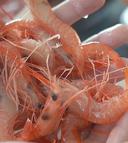特産品：姫甘海老の施設画像 - 11