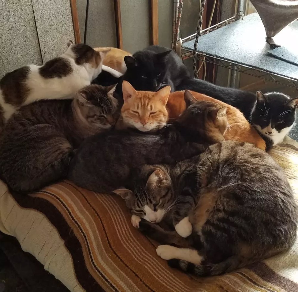 看板猫の施設画像 - 6